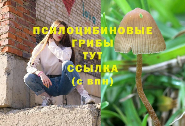 стаф Алзамай